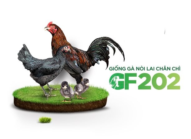 Gà nòi lai chân chì (GF202)