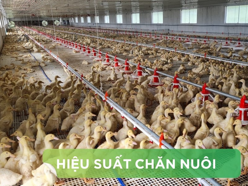 HIỆU SUẤT CHĂN NUÔI TRẠI VỊT THỊT - KHÁCH HÀNG ANH PHÚ