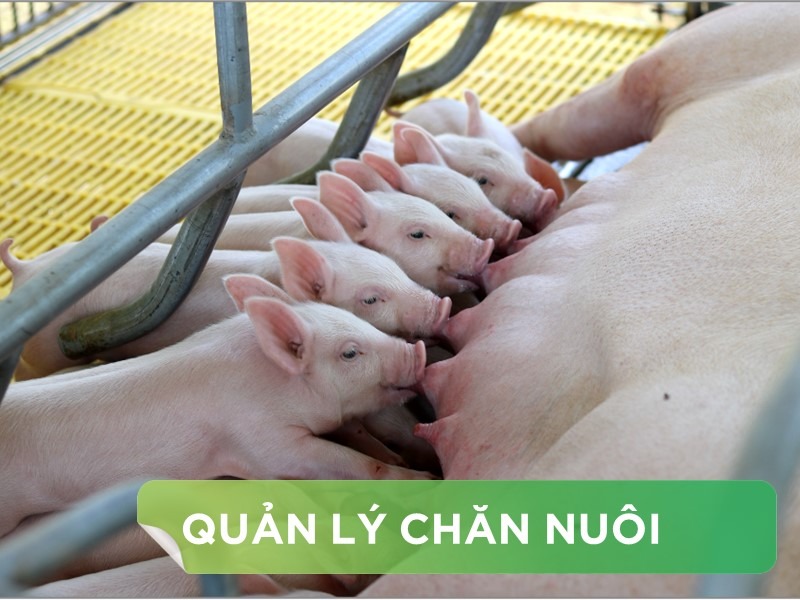 GHÉP ĐÀN, TỐI ƯU QUẢN LÝ HEO CON THEO MẸ VÀ CAI SỮA