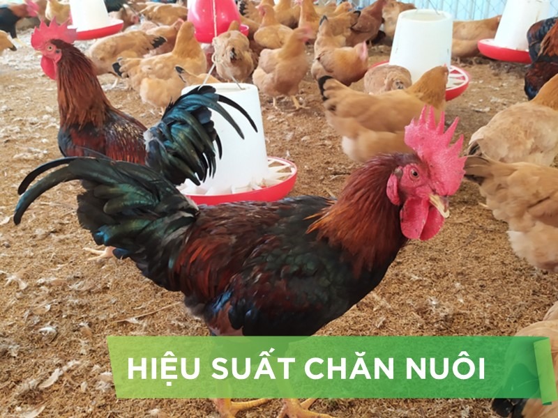 HIỆU SUẤT CHĂN NUÔI TRẠI GÀ THỊT - KHÁCH HÀNG MR.TUYỀN