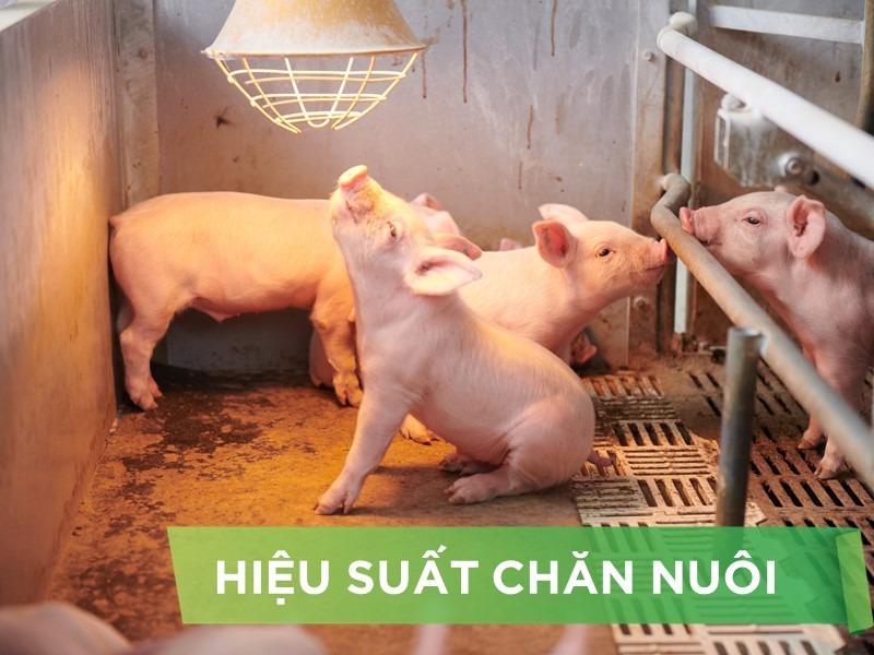 HIỆU SUẤT CHĂN NUÔI TRẠI HEO THỊT - KHÁCH HÀNG VĂN PHÙNG