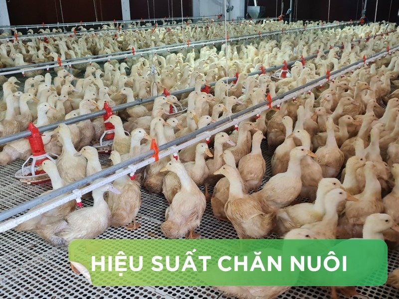 HIỆU SUẤT CHĂN NUÔI TRẠI VỊT THỊT - KHÁCH HÀNG NGUYỄN ĐỨC NGÀ