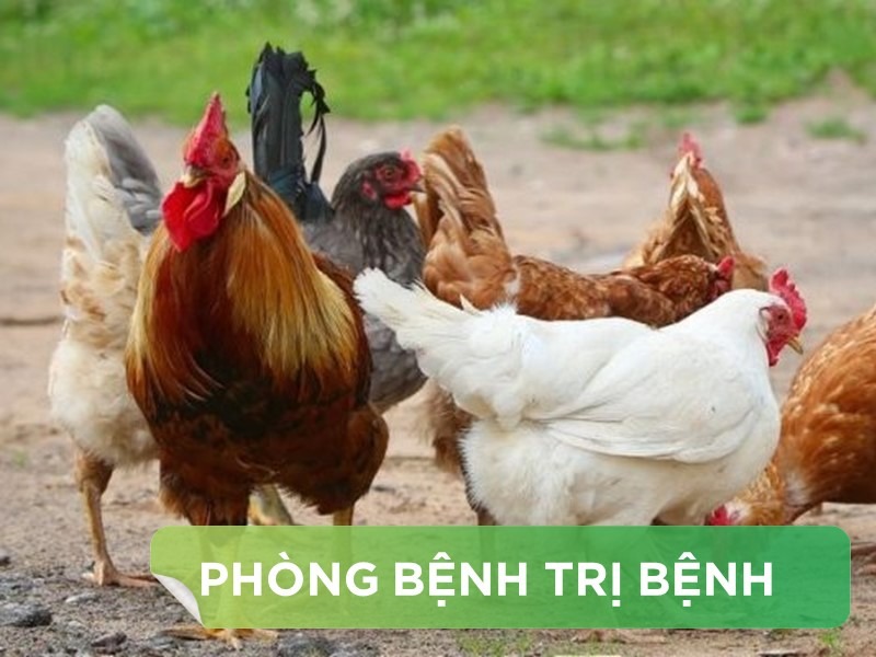 3 TRIỆU CHỨNG THƯỜNG GẶP VÀ CÁCH XỬ LÝ KHI PHÁT HIỆN GÀ NHIỄM BỆNH ORT