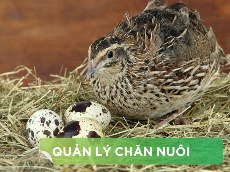 2 MÔ HÌNH CHUỒNG NUÔI CÚT ĐẺ ĐIỂN HÌNH