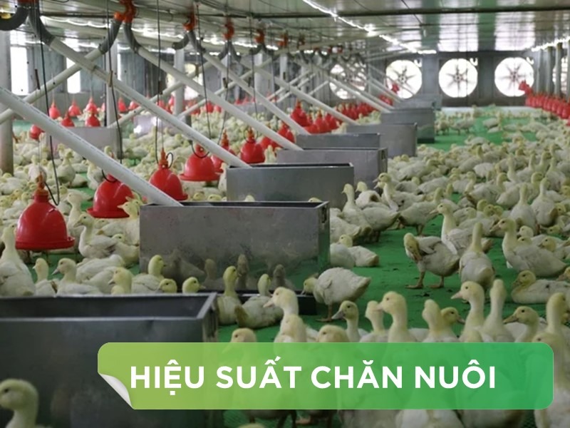 HIỆU SUẤT CHĂN NUÔI TRẠI VỊT THỊT - KHÁCH HÀNG MR.THẮNG