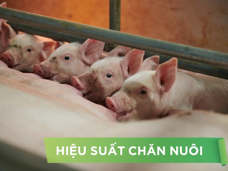 HIỆU SUẤT CHĂN NUÔI TRẠI HEO THỊT - KHÁCH HÀNG TRẦN VĂN THÔNG