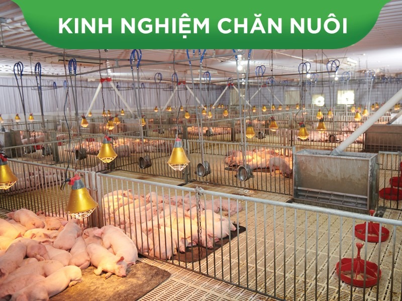 BỀN BỈ CÙNG BỘ GIẢI PHÁP 3 TRỤ CỘT GREENFEED ĐI TỚI THÀNH CÔNG CỦA KHÁCH HÀNG SINH SỞ TẠI BÌNH ĐỊNH