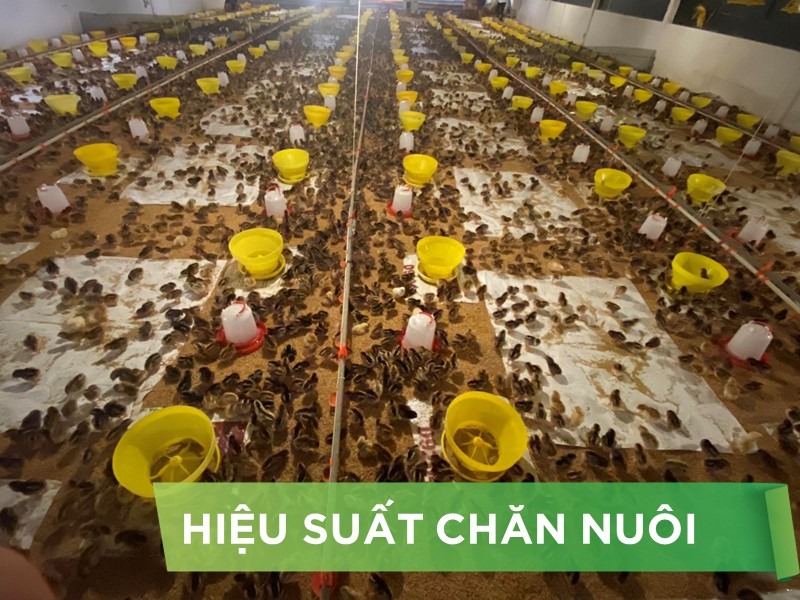 HIỆU SUẤT CHĂN NUÔI TRẠI GÀ THỊT - KHÁCH HÀNG CÔ KIM