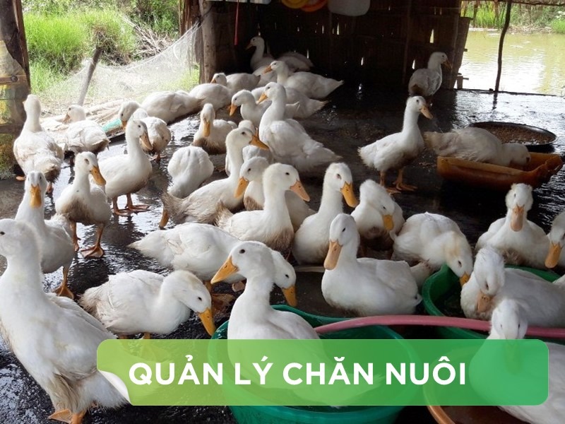 KỸ THUẬT CHĂN NUÔI VỊT ĐẺ CẢI THIỆN 20% NĂNG XUẤT CHĂN NUÔI.