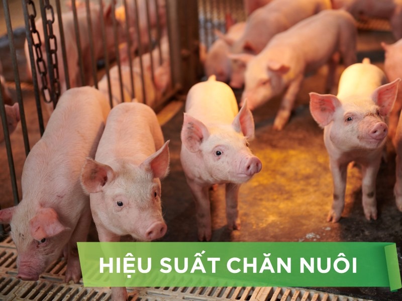 HIỆU SUẤT CHĂN NUÔI TRẠI HEO THỊT - KHÁCH HÀNG HÀ LIÊN