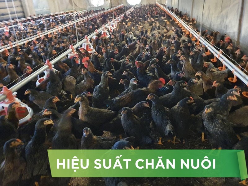 HIỆU SUẤT CHĂN NUÔI TRẠI GÀ THỊT - KHÁCH HÀNG CHÚ 5 CL