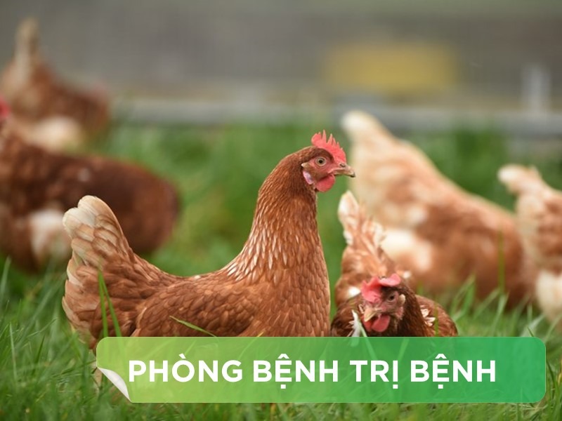 HƯỚNG DẪN PHƯƠNG PHÁP PHÒNG VÀ ĐIỀU TRỊ BỆNH CRD TRÊN GÀ HIỆU QUẢ