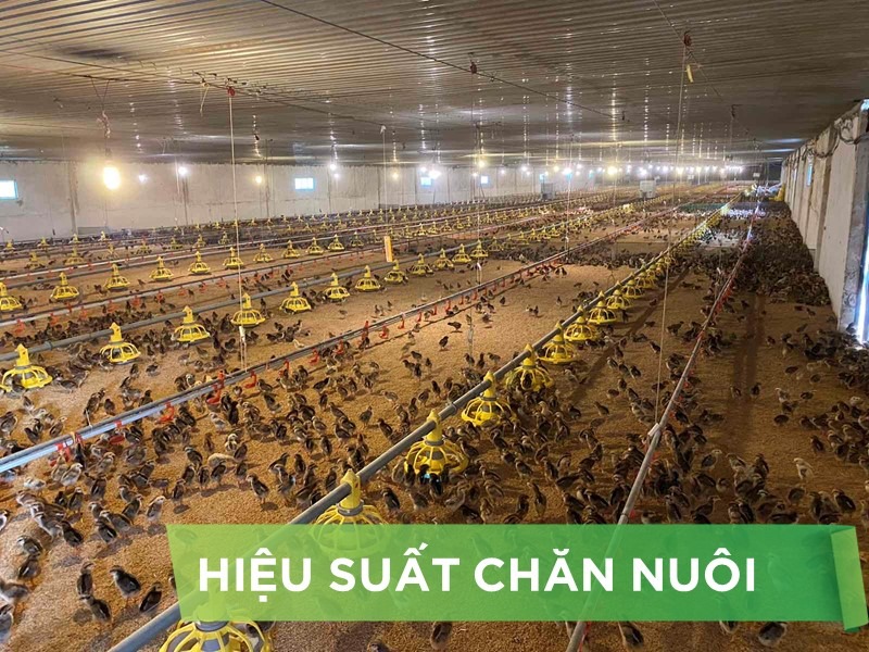 HIỆU SUẤT CHĂN NUÔI TRẠI GÀ THỊT - KHÁCH HÀNG MR TOÀN PHÚ THỌ