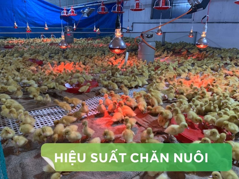 HIỆU SUẤT CHĂN NUÔI TRẠI VỊT THỊT - KHÁCH HÀNG HỆ THỐNG HÀ TUYỂN