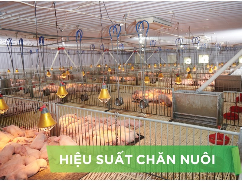 HIỆU SUẤT CHĂN NUÔI TRẠI HEO THỊT - KHÁCH HÀNG NGUYỄN QUANG THÔNG