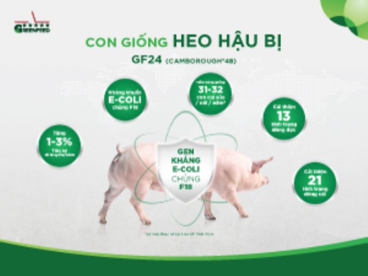 GREENFEED TỰ HÀO CUNG CẤP CON GIỐNG ĐẠT CHUẨN QUỐC TẾ, TỐI ƯU NĂNG SUẤT CHĂN NUÔI