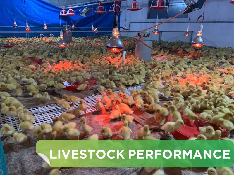 LIVESTOCK PERFORMANCE- HA TUYEN SYSTEM