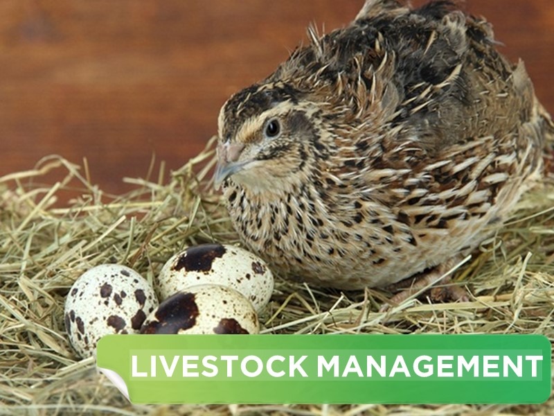 2 TYPICAL QUAIL LAYER CAGE MODELS