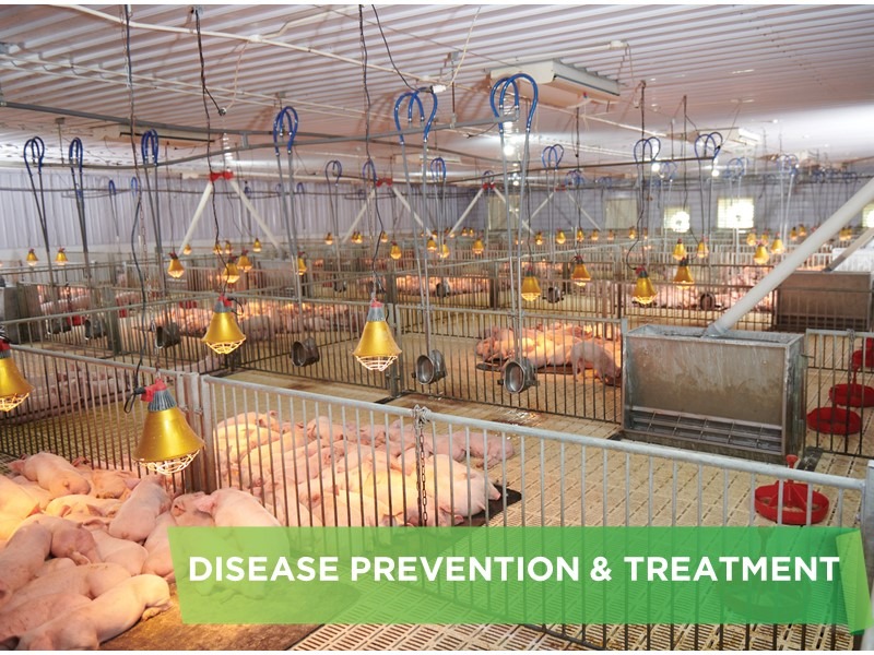 EFFECTIVE METHODS TO PREVENT SWINE FEVER