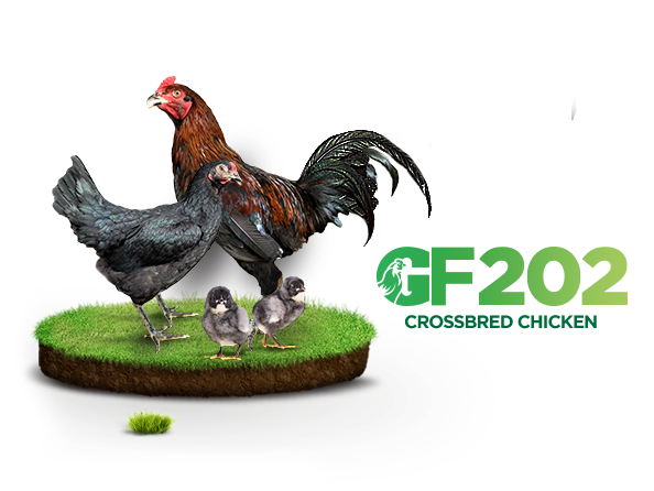 CrossBred Chicken (GF202)