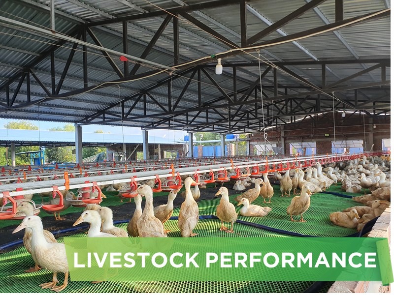 LIVESTOCK PERFORMANCE- TRAN PHUOC THANH