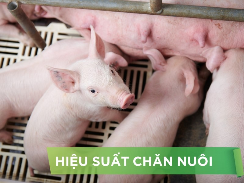 HIỆU SUẤT CHĂN NUÔI TRẠI HEO- KHÁCH HÀNG ANH TRIỂN