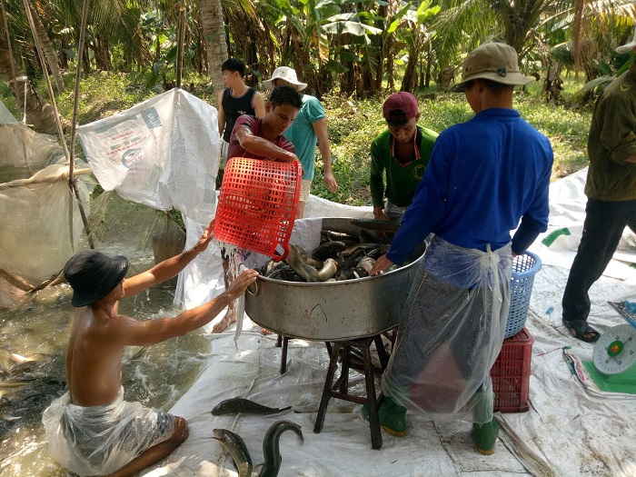 Hoạt động xuất khẩu cá lóc đóng góp vào sự phát triển kinh tế chung của tỉnh Trà Vinh