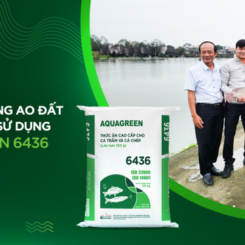 Mô hình nuôi rô phi không thay nước trong ao đất tăng 300% năng suất sử dụng Thức ăn Aquagreen 6436