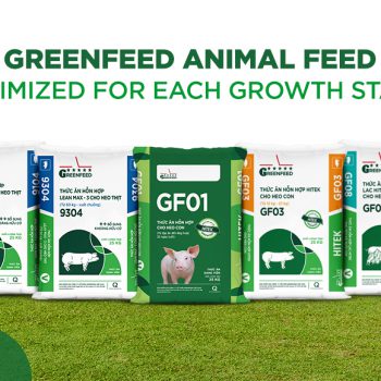 GREENFEED animal feed: classified and optimized pig feed for each growth stage – piglet, porker and swine