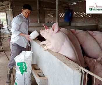 “Raising GREENFEED swine breed, the number of weaners increases year by year”