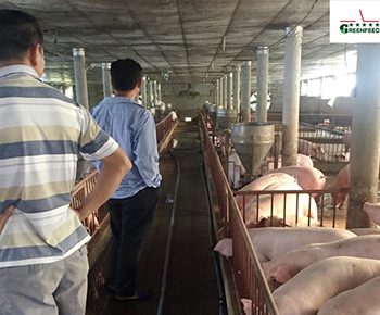 GREENFEED animal feed: A factor to improve the efficiency of livestock breeders in Ha Tinh