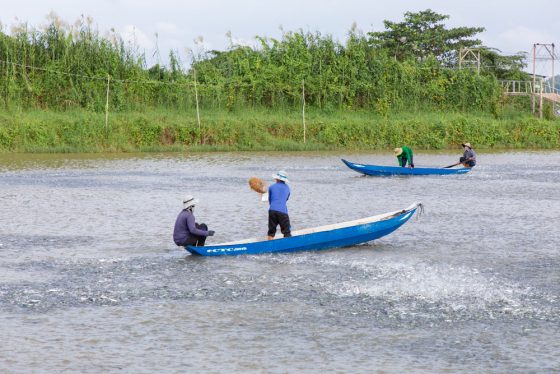 Quản lý ao nuôi và phòng bệnh cá trong giai đoạn giao mùa nắng và mưa