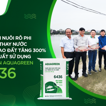 MÔ HÌNH NUÔI RÔ PHI KHÔNG THAY NƯỚC TRONG AO ĐẤT TĂNG 300% NĂNG SUẤT SỬ DỤNG THỨC ĂN AQUAGREEN 6436