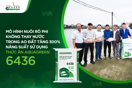 MÔ HÌNH NUÔI RÔ PHI KHÔNG THAY NƯỚC TRONG AO ĐẤT TĂNG 300% NĂNG SUẤT SỬ DỤNG THỨC ĂN AQUAGREEN 6436